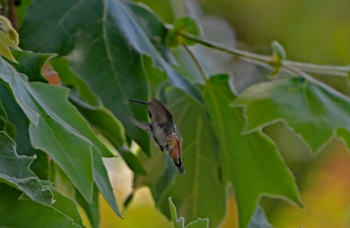 hummingbird sp. - ML620865515