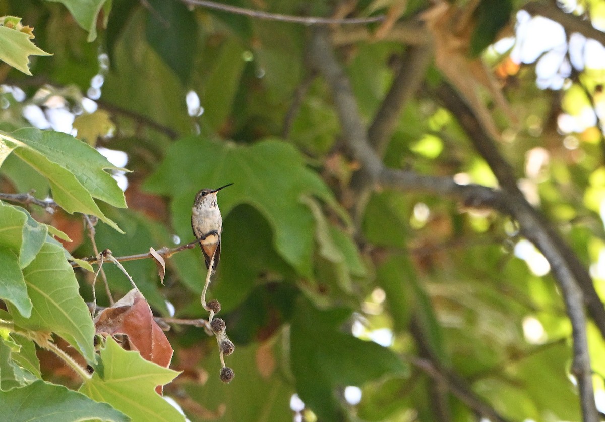 tanımsız Trochilidae sp. - ML620865516