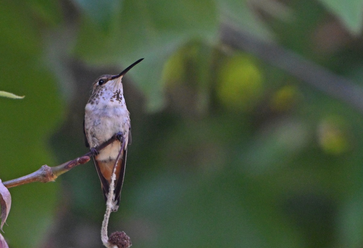 tanımsız Trochilidae sp. - ML620865517