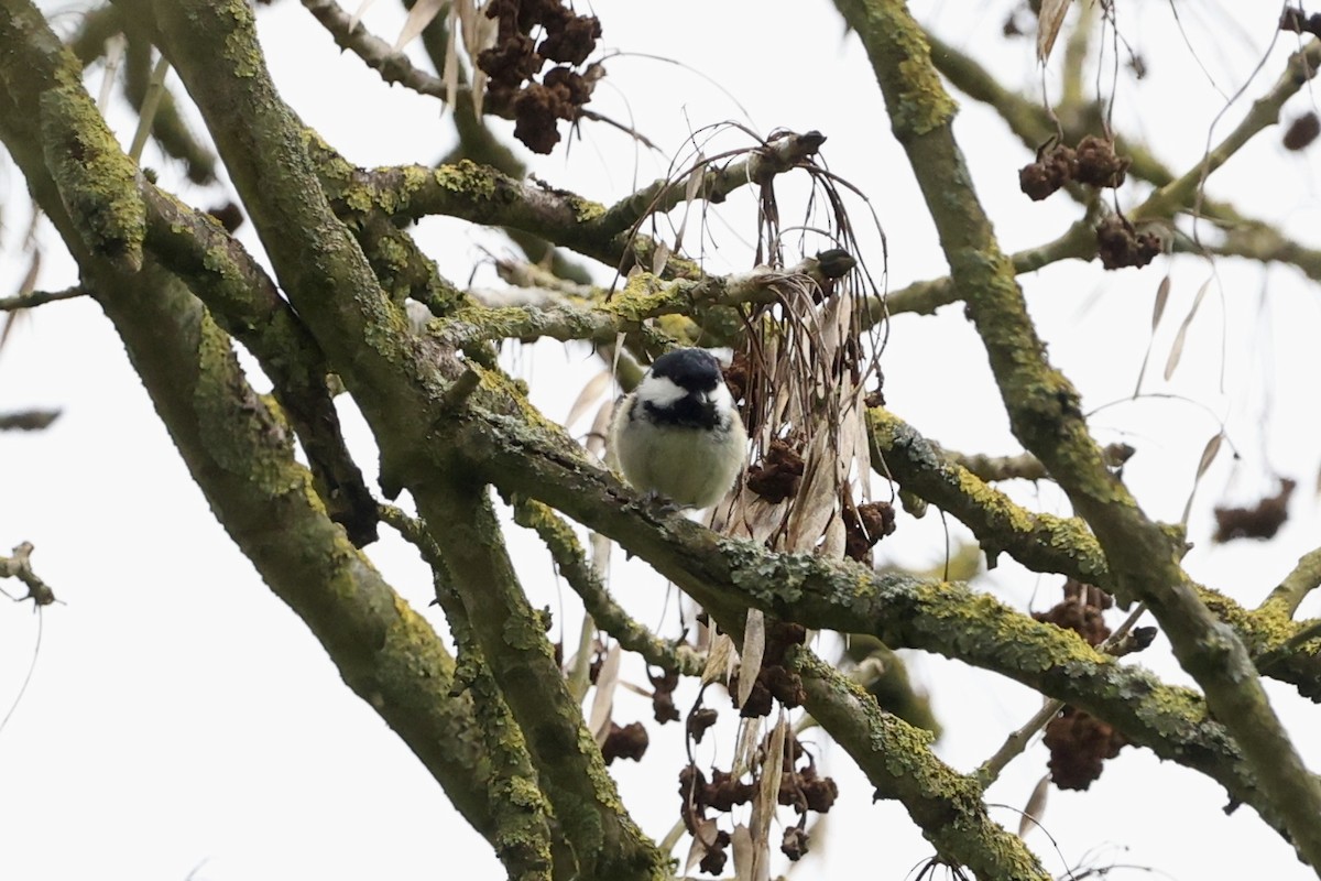 Coal Tit - Tyler Atkinson