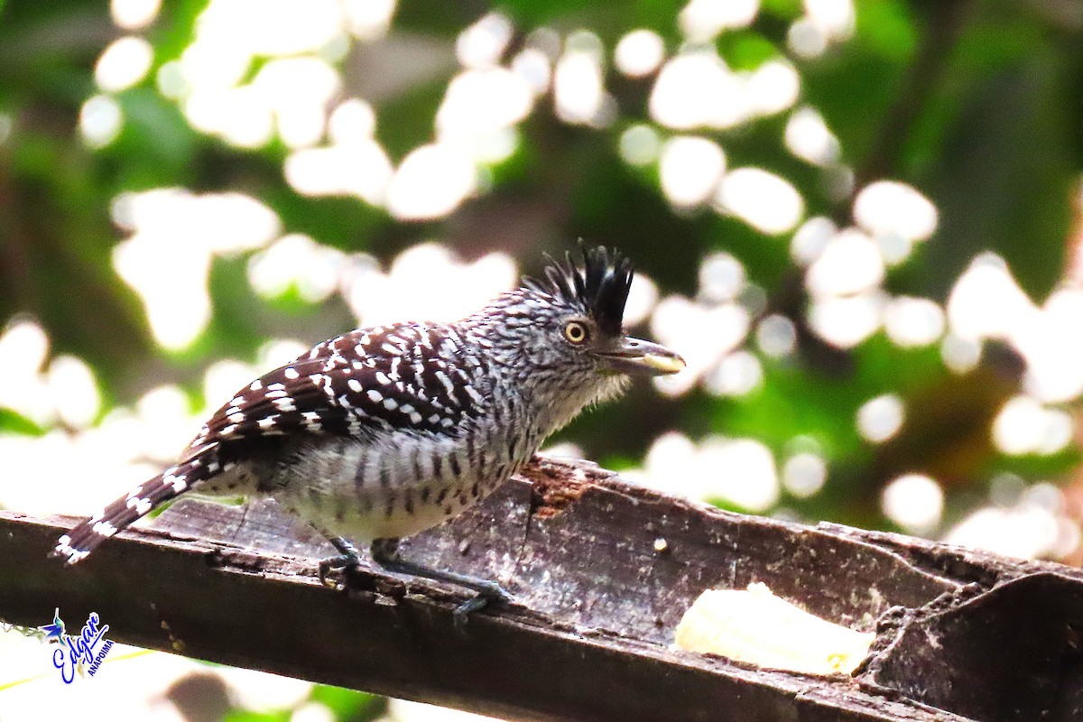 Barred Antshrike - ML620865531