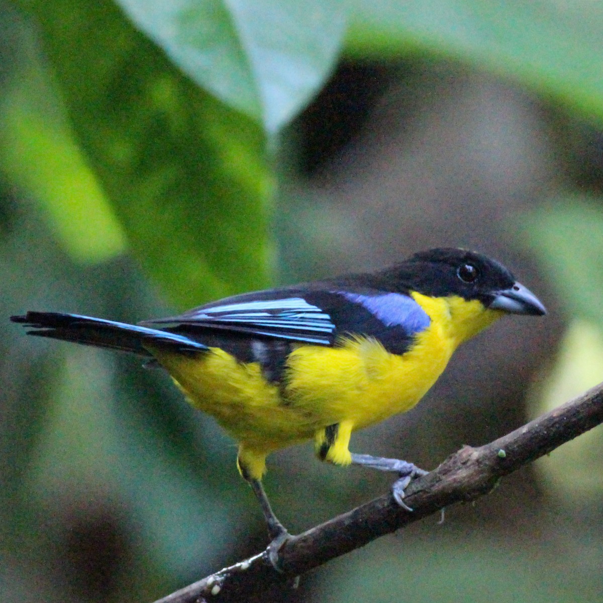 Blue-winged Mountain Tanager - ML620865535