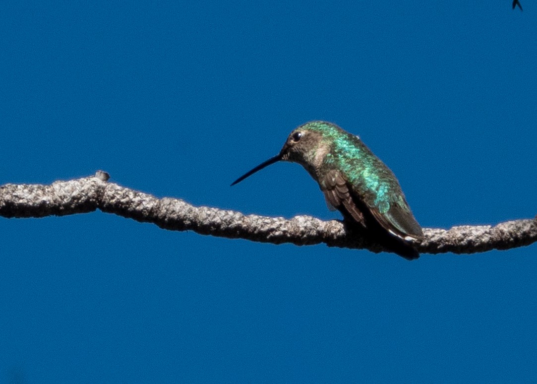 Broad-tailed Hummingbird - ML620865539