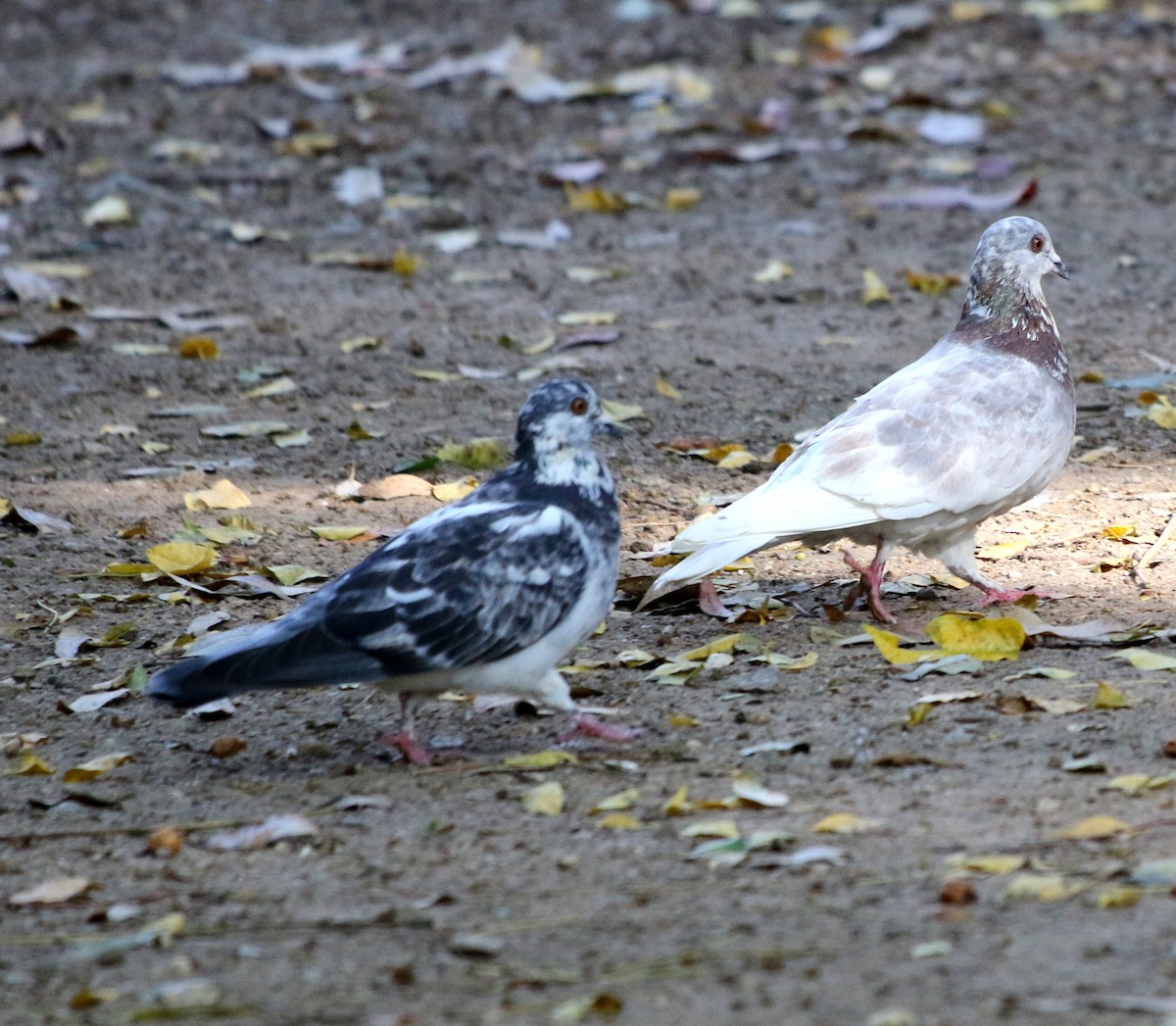 Rock Pigeon (Feral Pigeon) - ML620865547