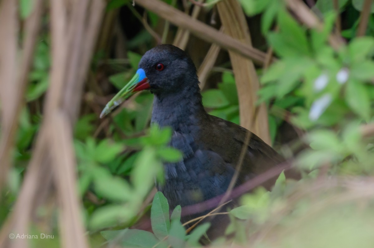 Plumbeous Rail - ML620865557