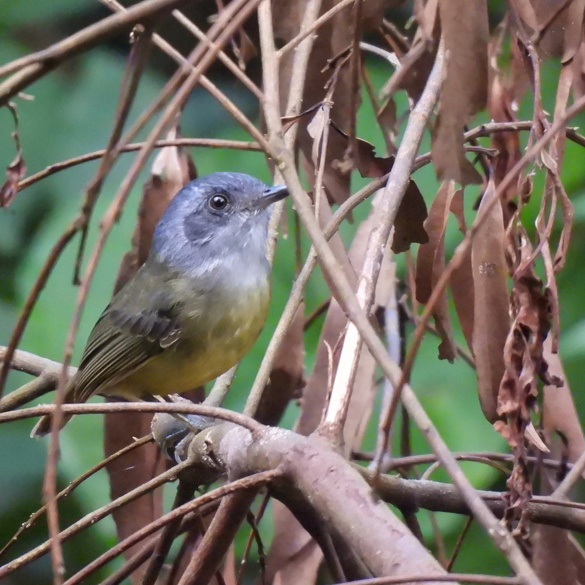 Plain Antvireo - ML620865565