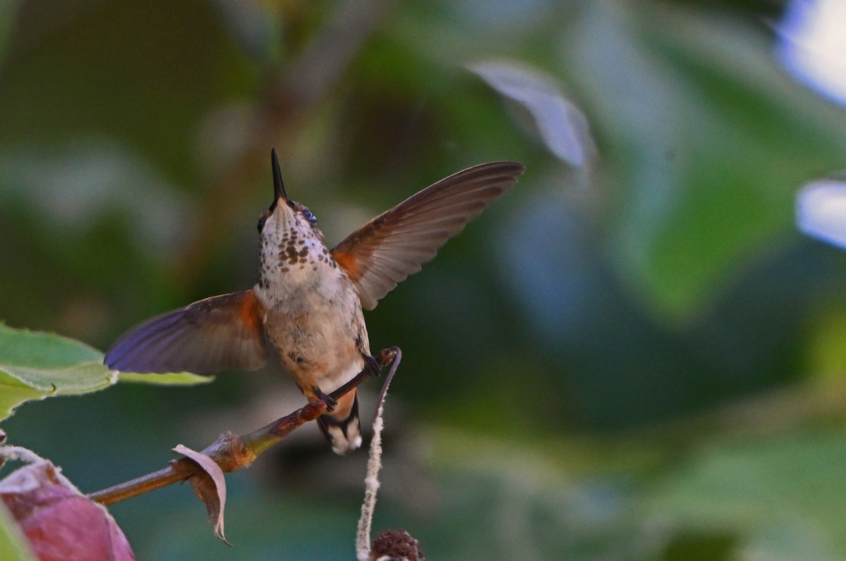 Colibrí Rufo/de Allen - ML620865573