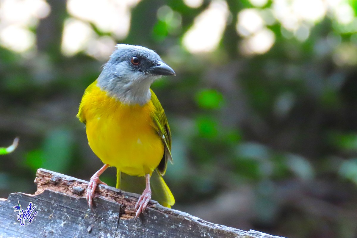 Gray-headed Tanager - ML620865584