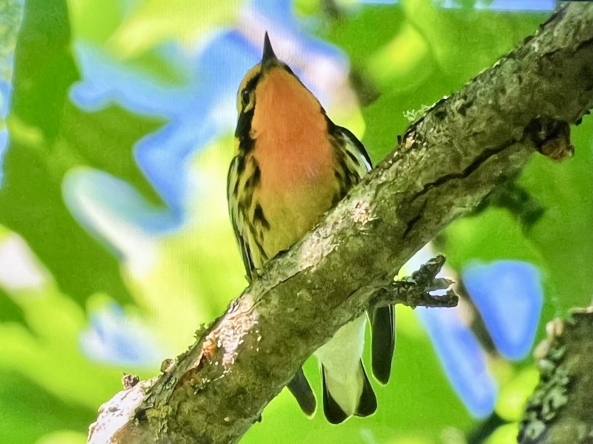 Blackburnian Warbler - ML620865586