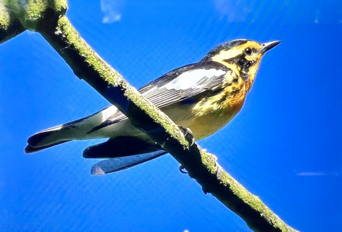 Blackburnian Warbler - ML620865587