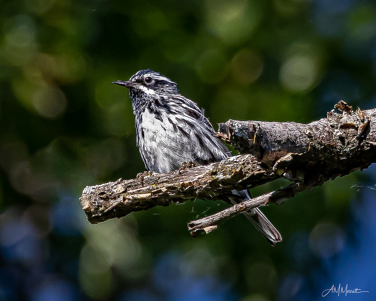 Black-and-white Warbler - ML620865590