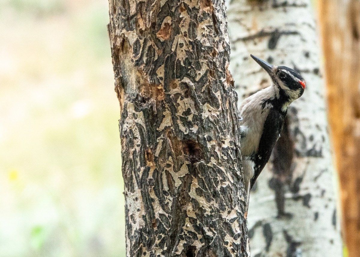 Hairy Woodpecker (Rocky Mts.) - ML620865591