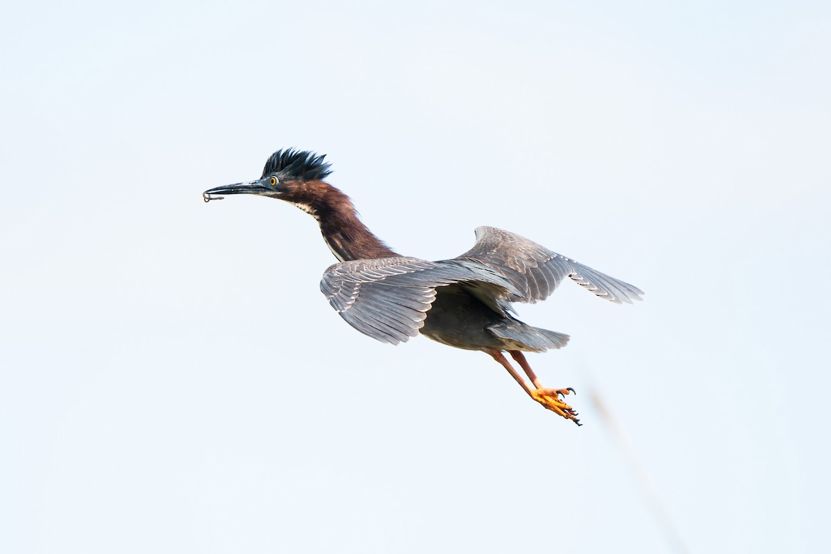 Green Heron - ML620865592