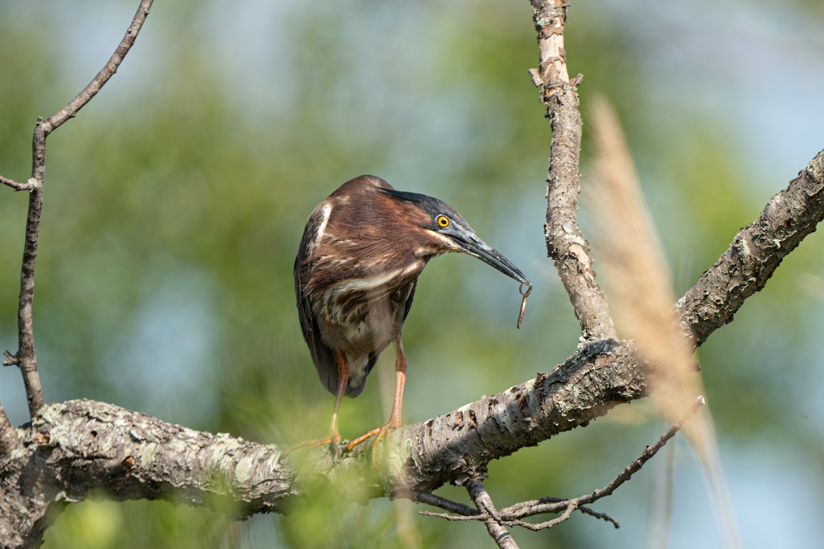 Green Heron - ML620865593