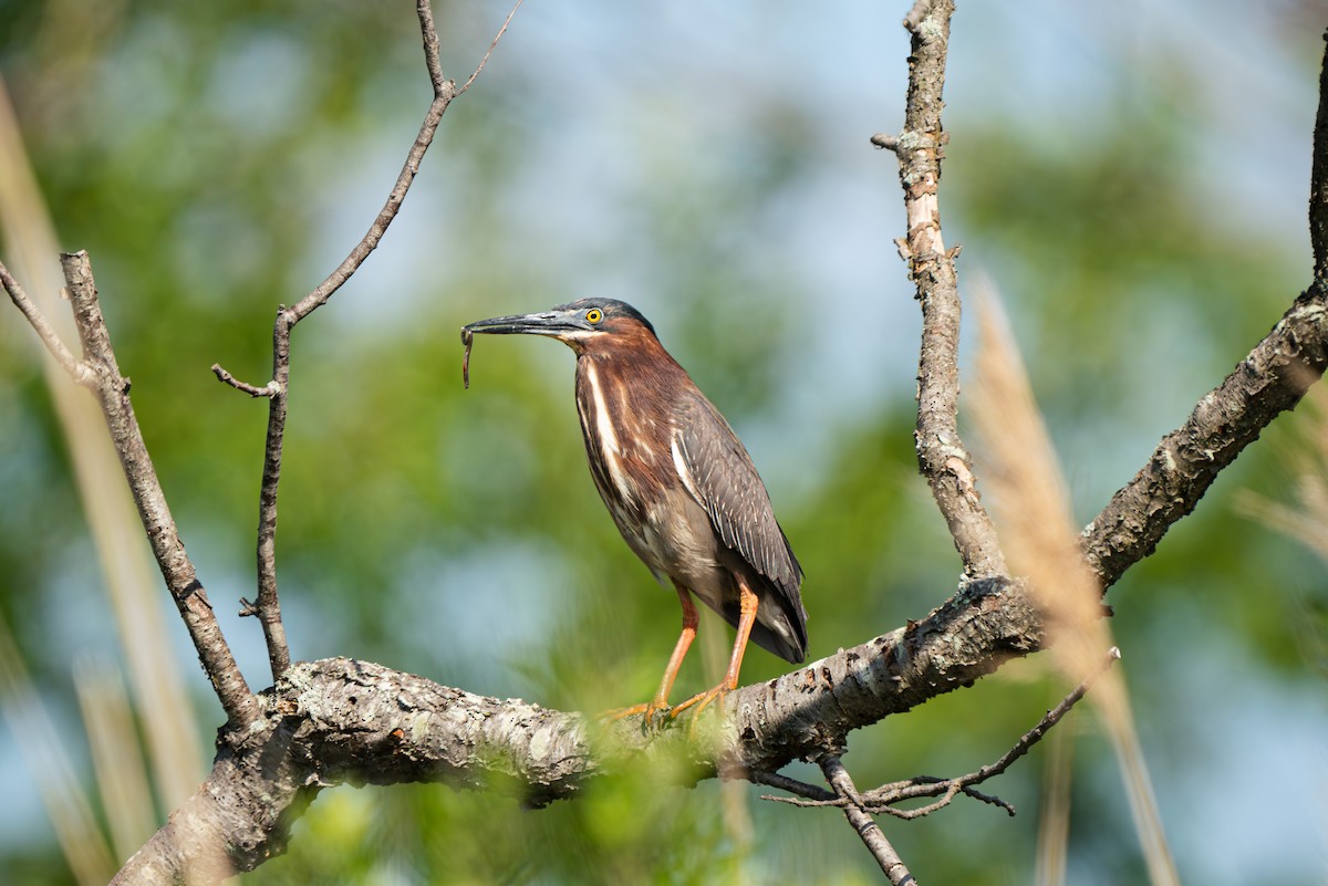 Green Heron - ML620865594