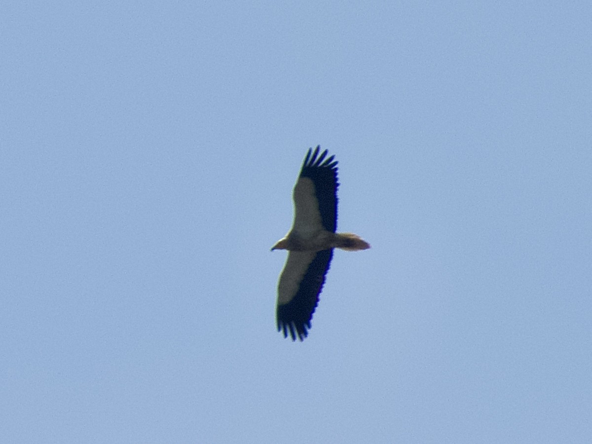Egyptian Vulture - ML620865595