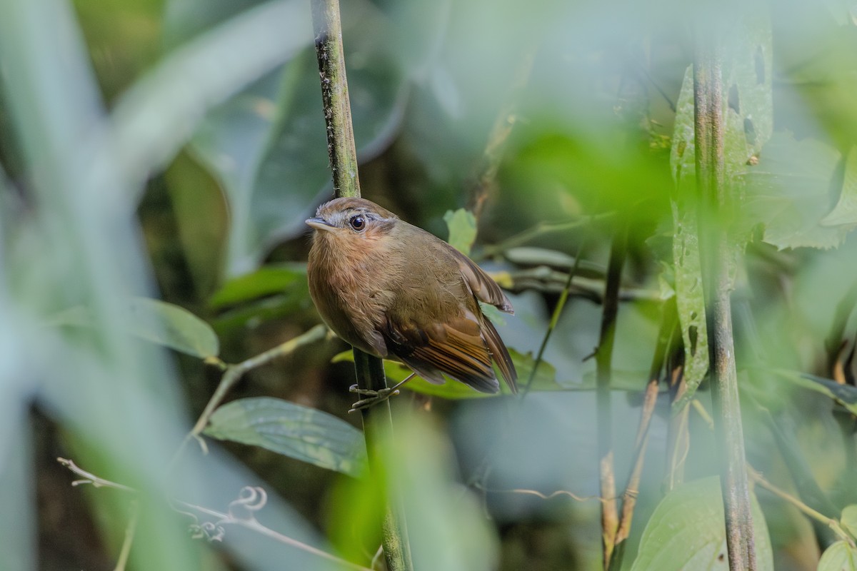 Rufous Gnateater - ML620865615