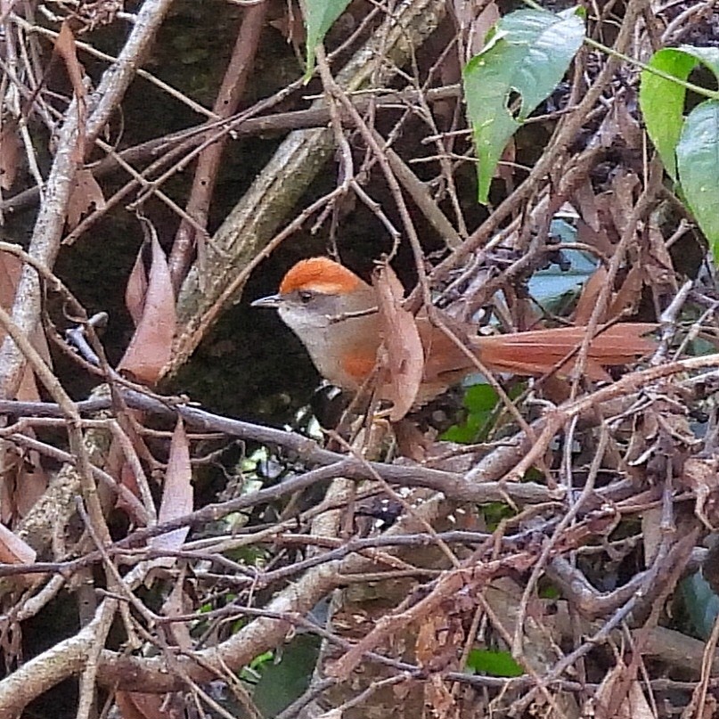 Rufous-capped Spinetail - ML620865617