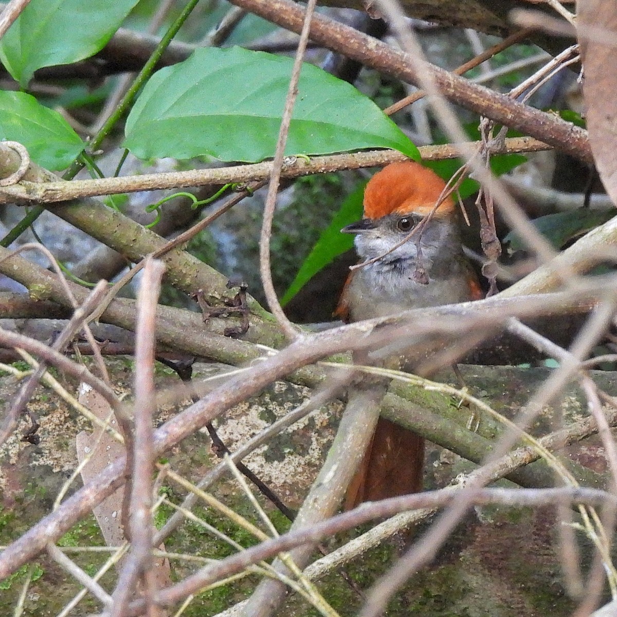 Rufous-capped Spinetail - ML620865619