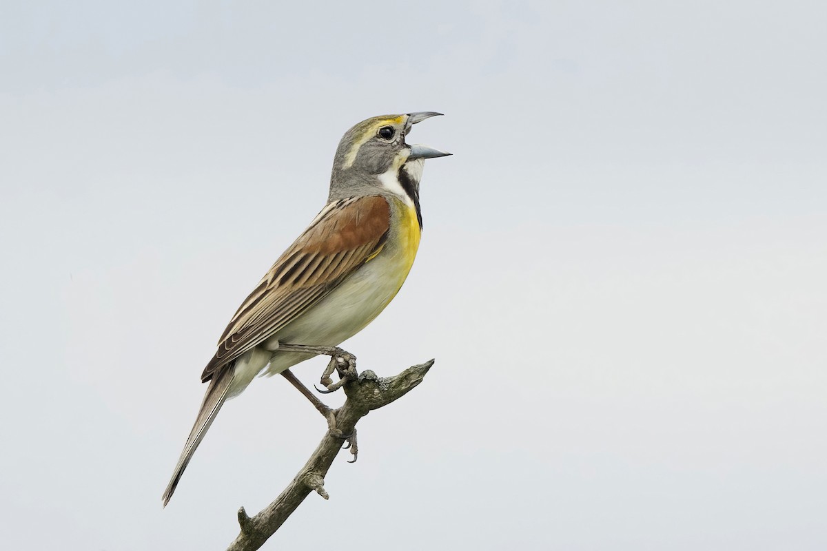 Dickcissel - ML620865624