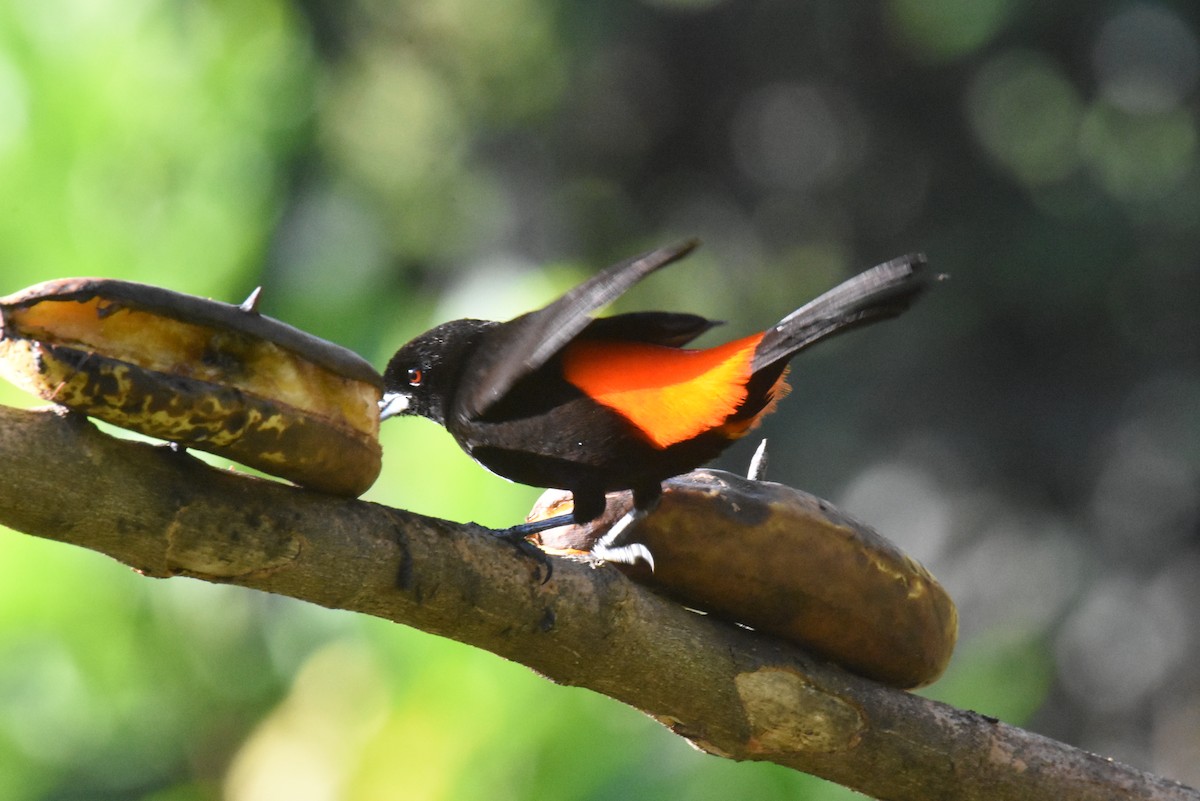 Scarlet-rumped Tanager - ML620865641