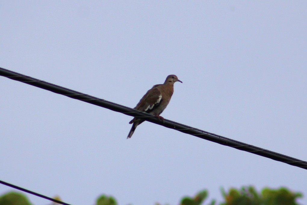 White-winged Dove - ML620865662
