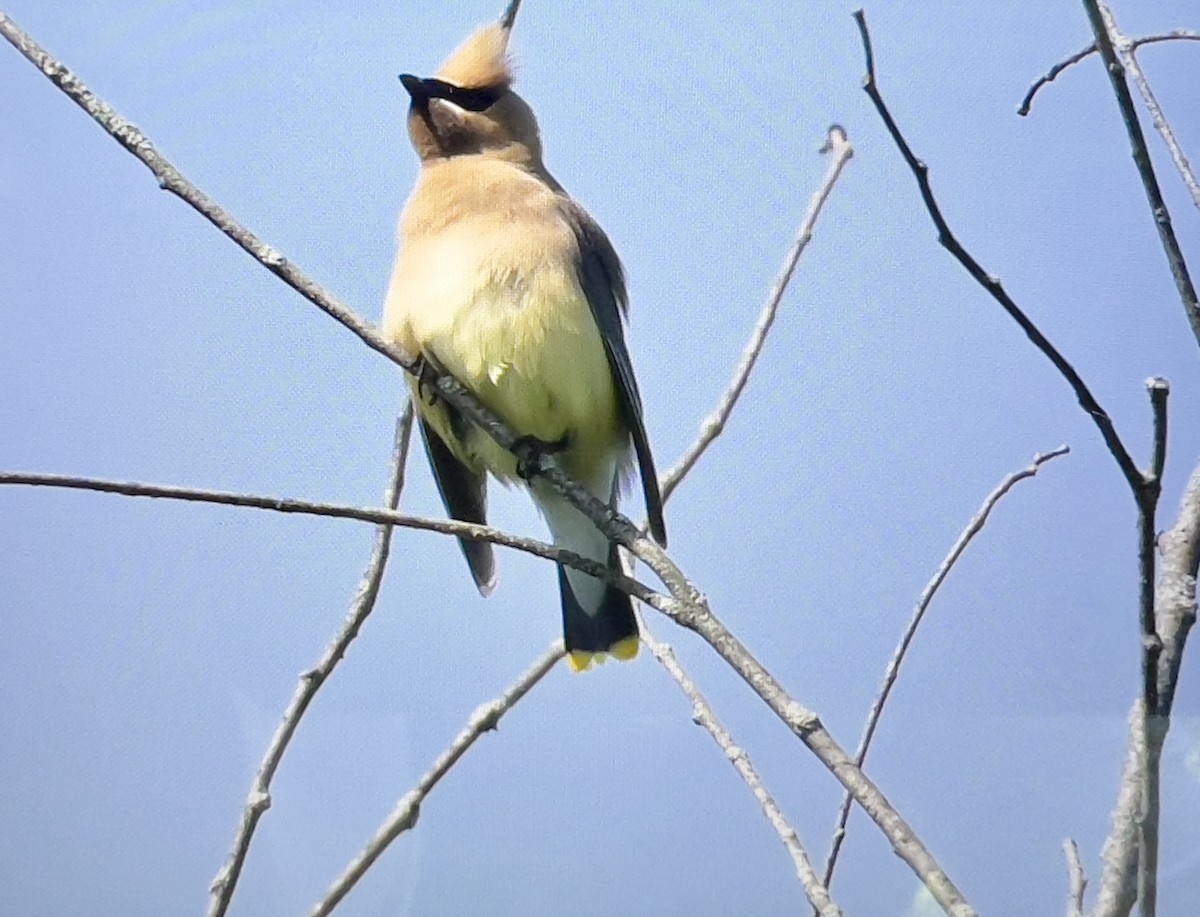 Cedar Waxwing - ML620865665