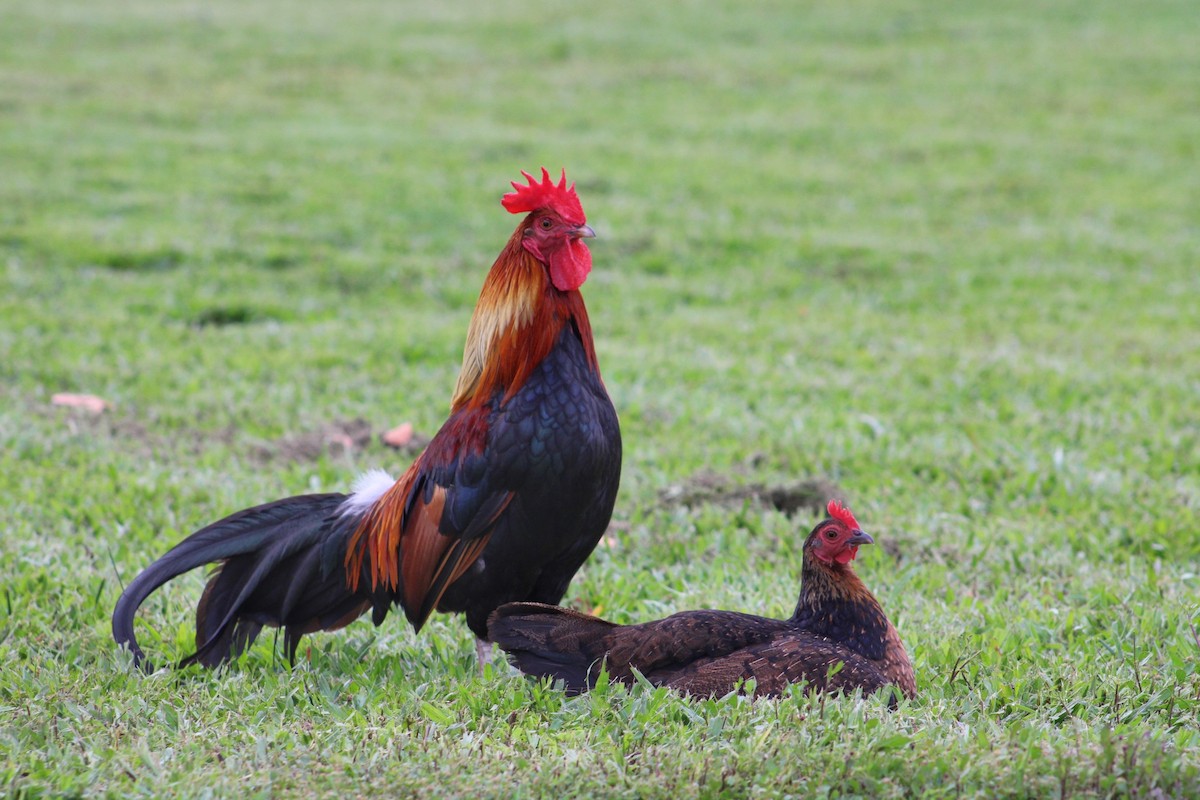 Red Junglefowl (Domestic type) - ML620865666