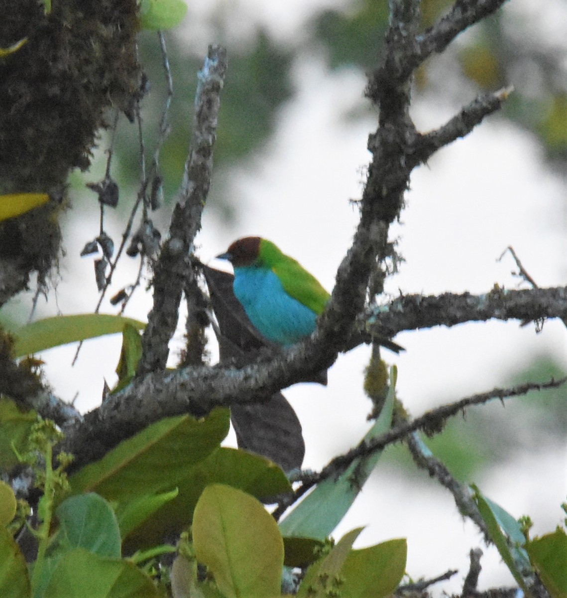 Bay-headed Tanager - ML620865683