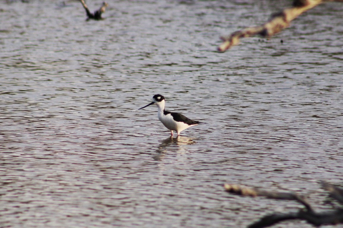 Black-necked Stilt - ML620865697