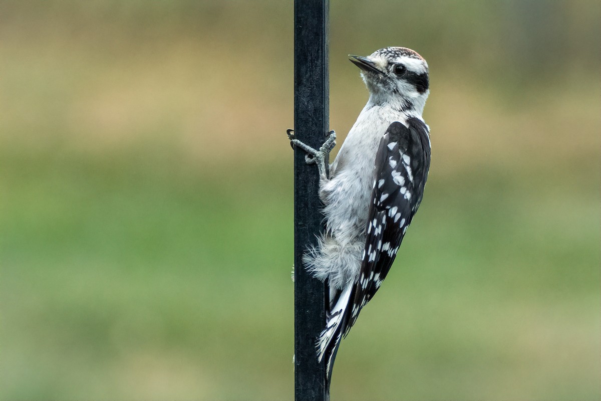 Downy Woodpecker - ML620865699