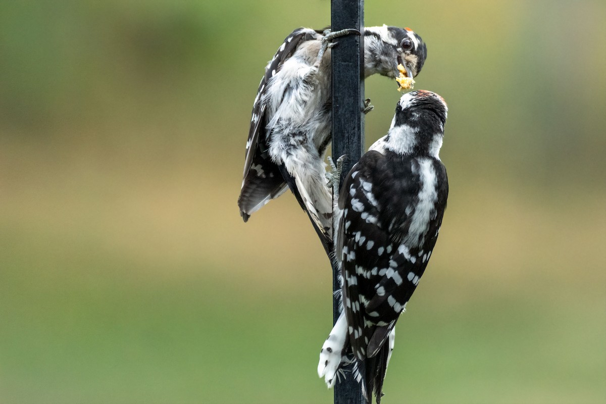 Downy Woodpecker - ML620865700