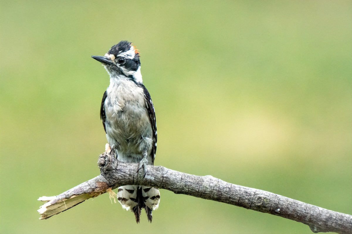 Downy Woodpecker - ML620865701