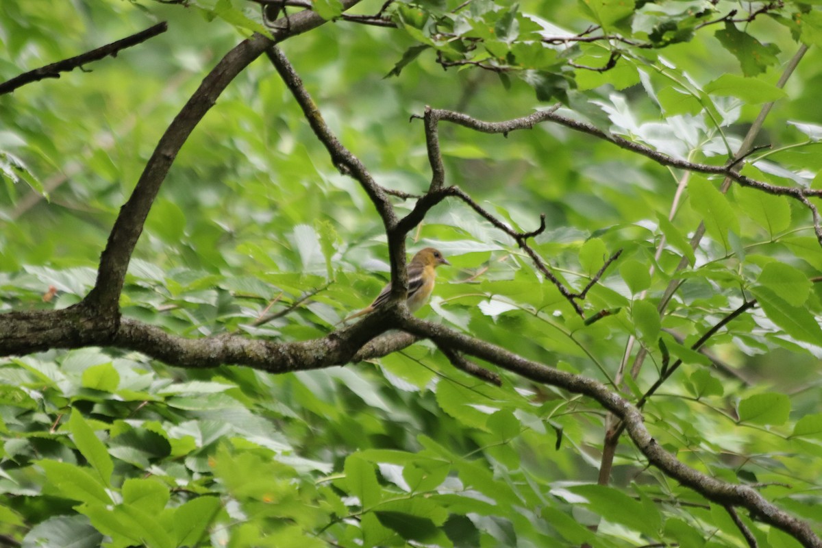 Oriole de Baltimore - ML620865703