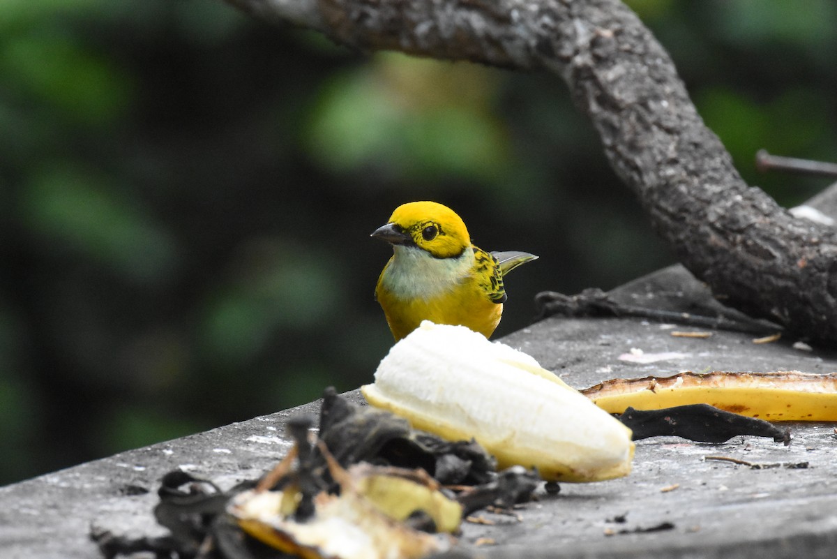 Silver-throated Tanager - ML620865705