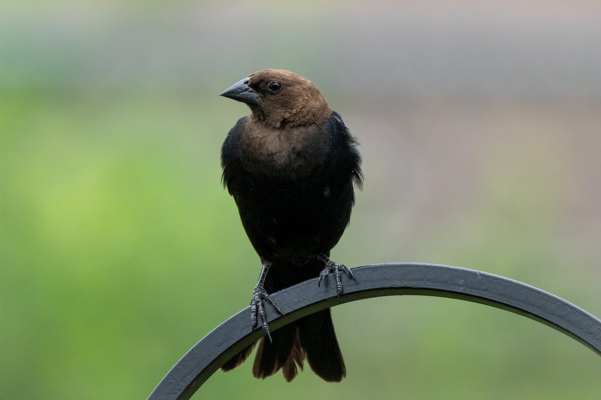 Brown-headed Cowbird - ML620865710