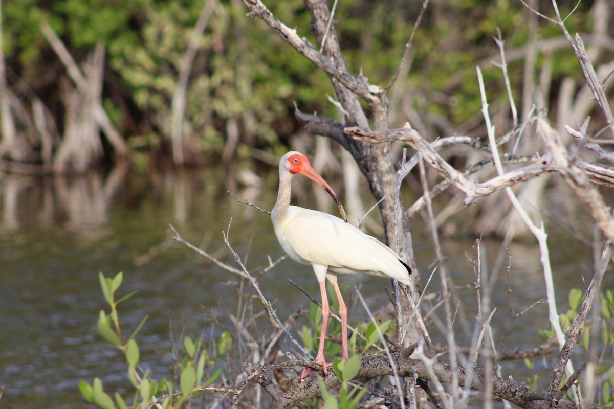 Ibis blanc - ML620865711