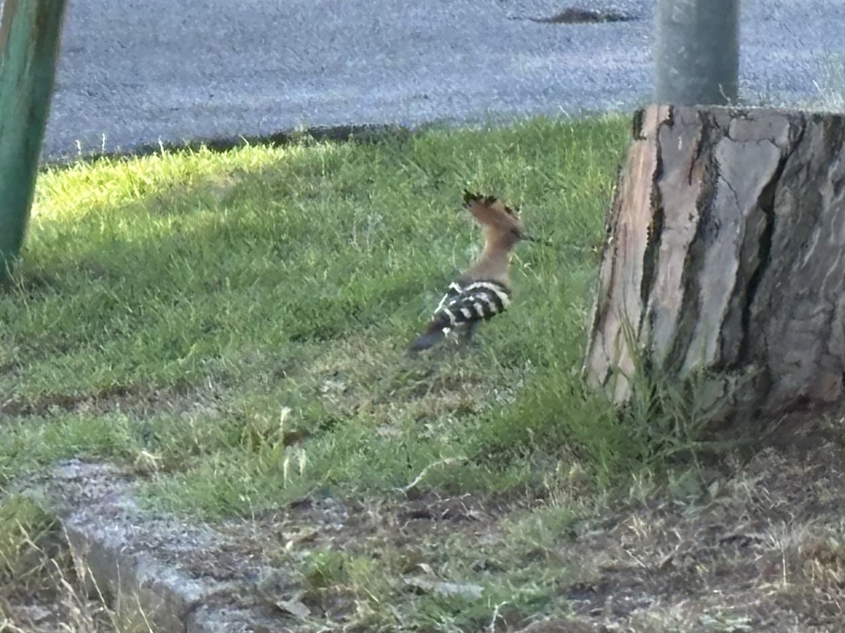 Eurasian Hoopoe - ML620865714