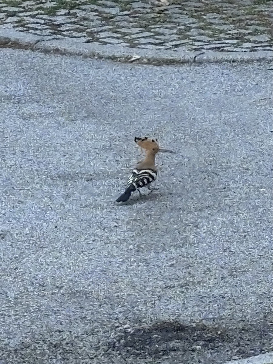 Eurasian Hoopoe - ML620865715