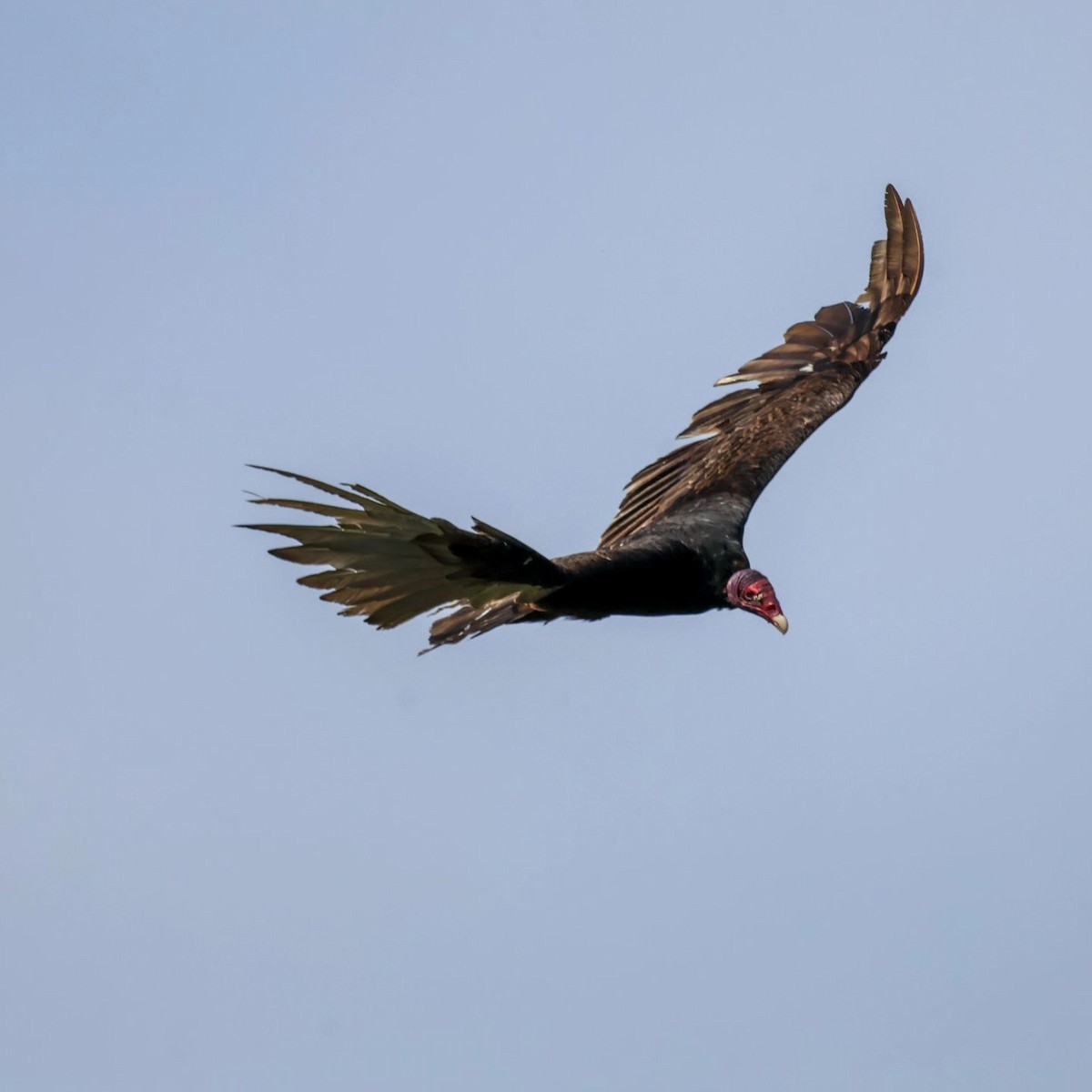 Turkey Vulture - ML620865746