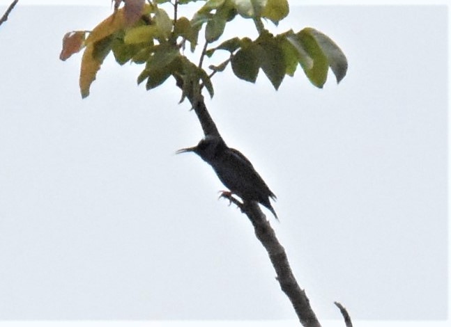 Red-legged Honeycreeper - ML620865751