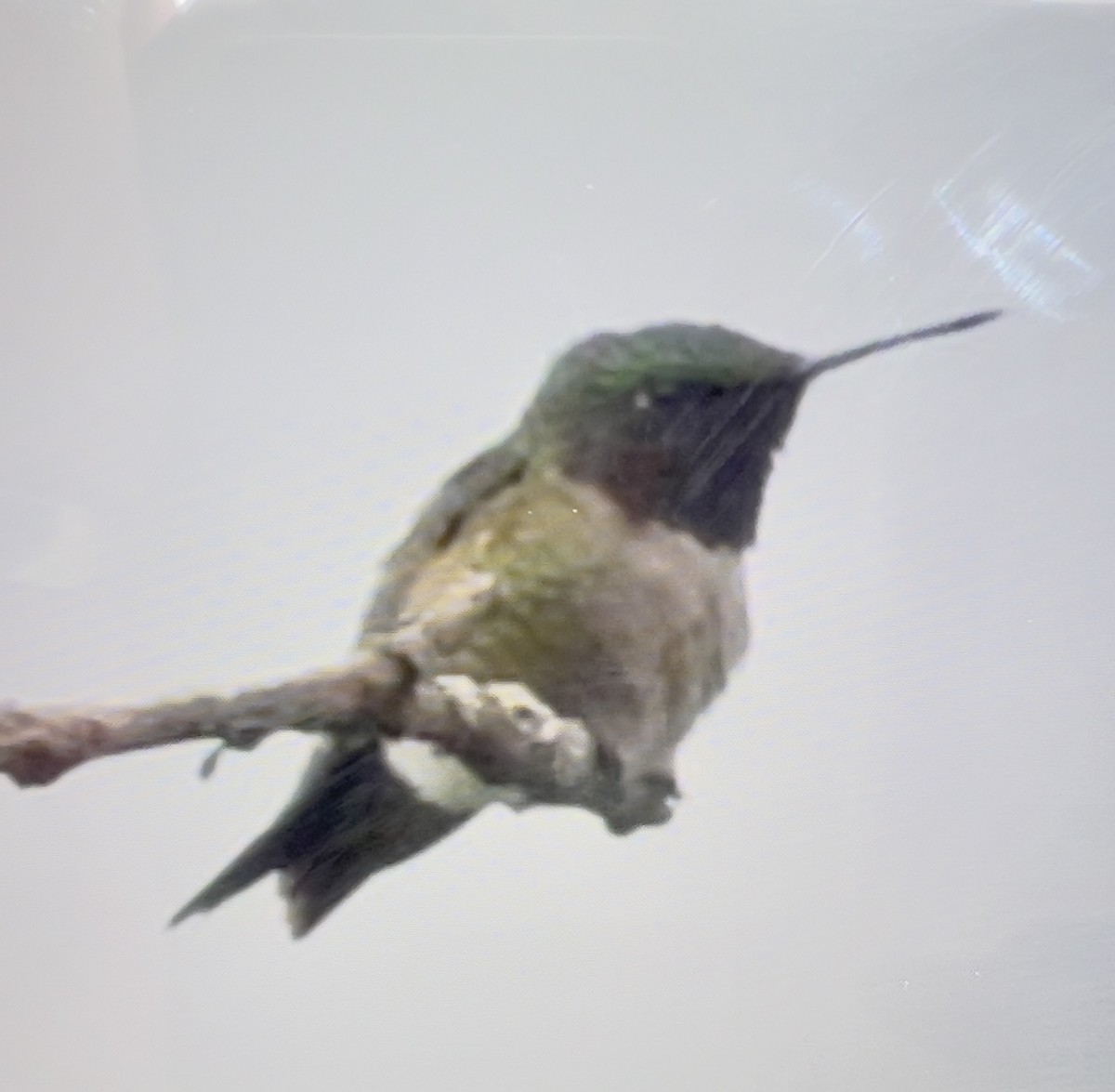 Ruby-throated Hummingbird - ML620865766