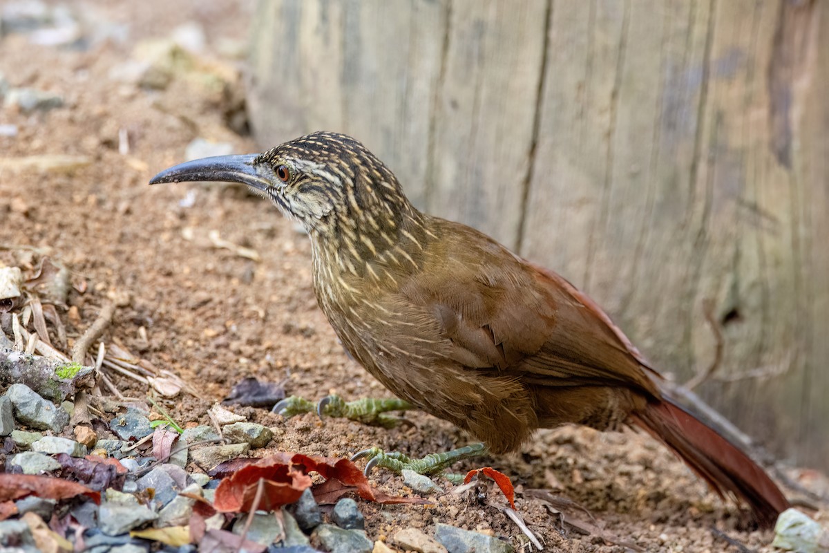 White-throated Woodcreeper - ML620865779