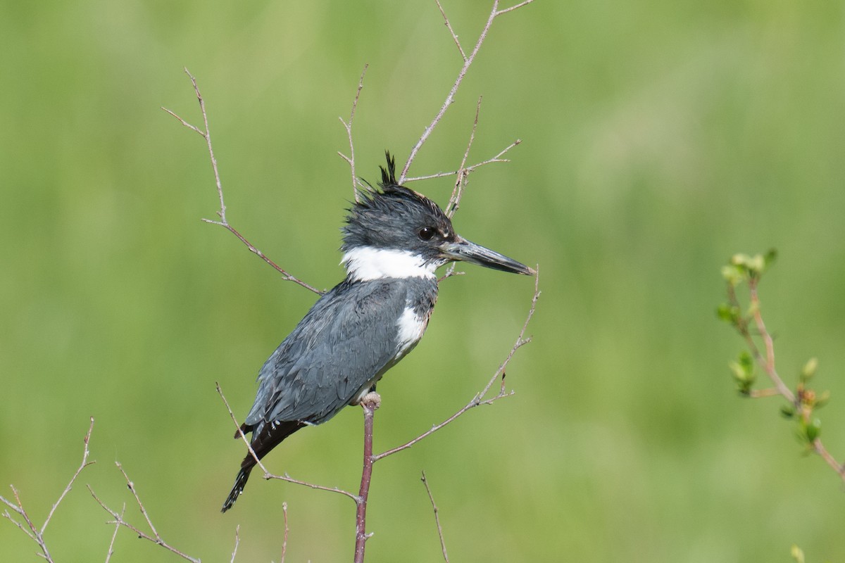 Belted Kingfisher - ML620865786