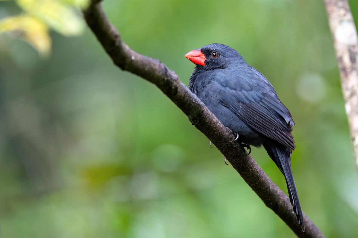 Black-throated Grosbeak - Marcos Eugênio Birding Guide