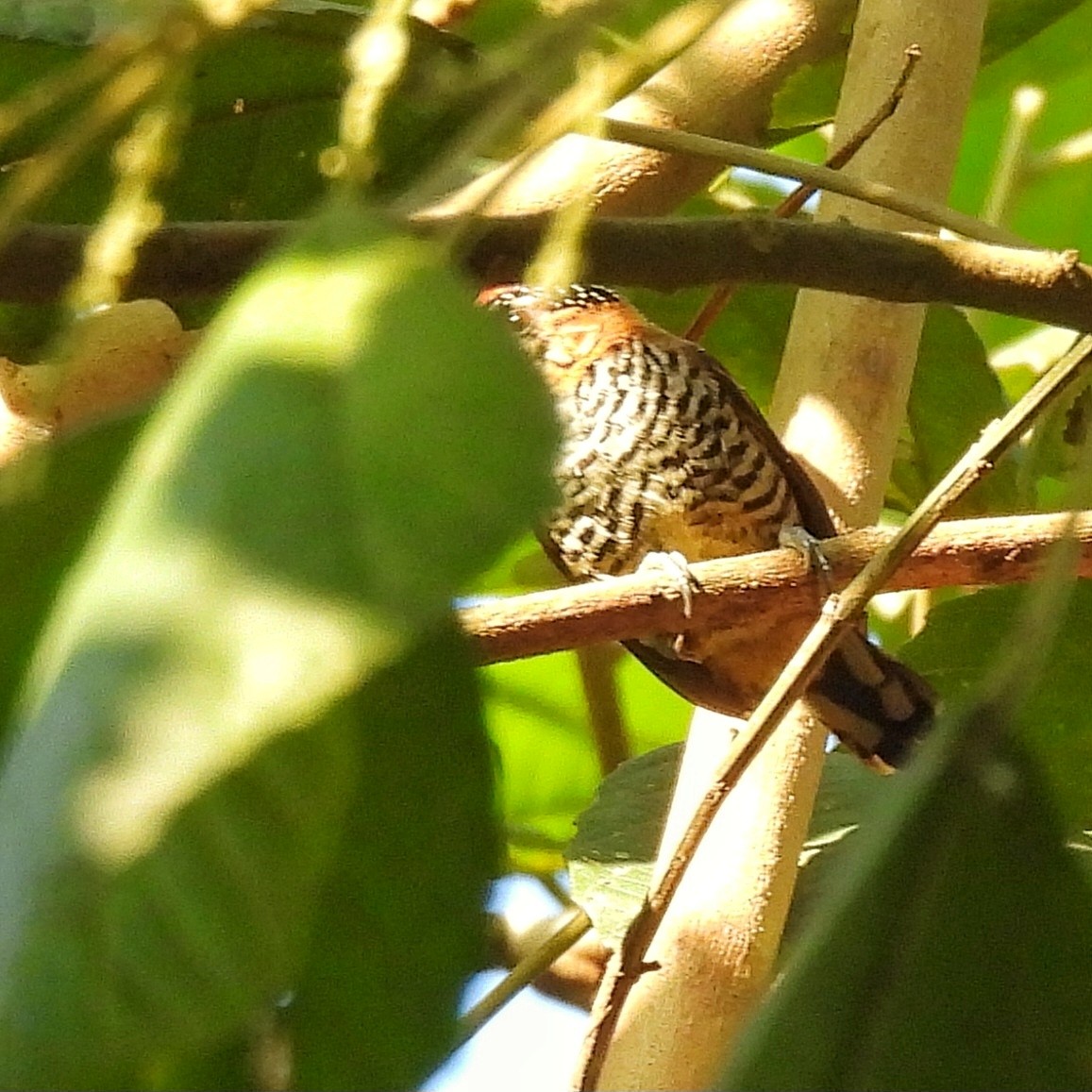 Ochre-collared Piculet - ML620865795