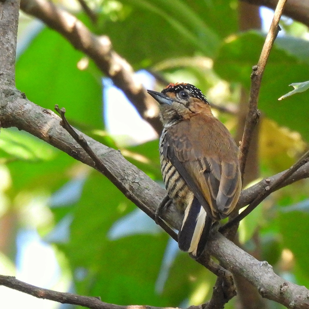 Ochre-collared Piculet - ML620865796