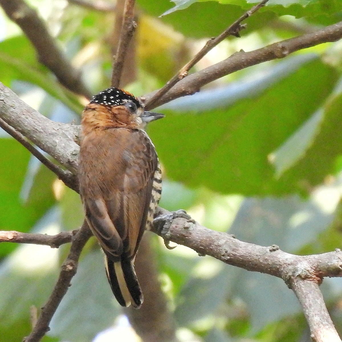 Ochre-collared Piculet - ML620865797
