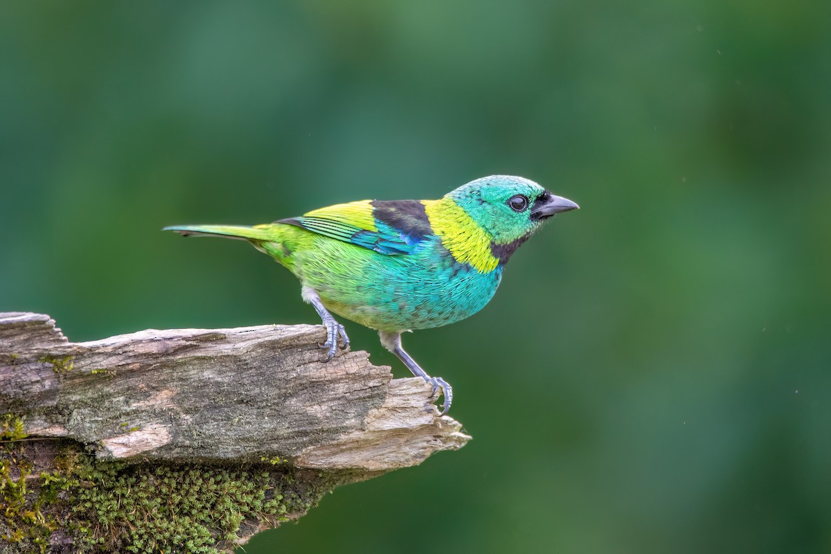 Green-headed Tanager - ML620865806