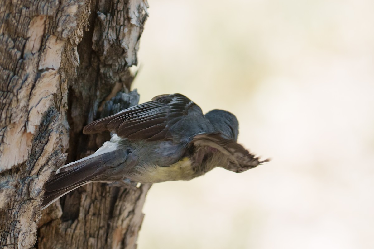 Plumbeous Vireo - ML620865821